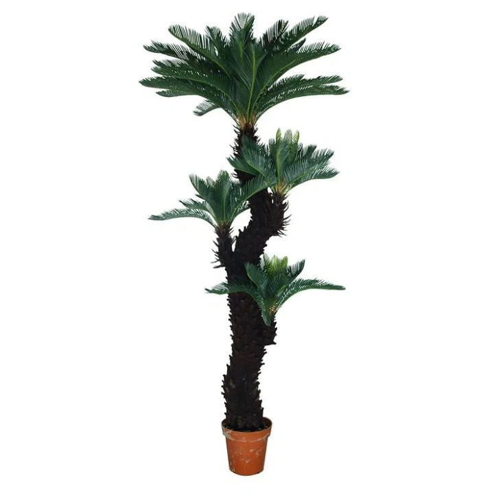 Silk Sago Cycas Tree