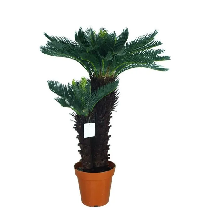 Silk Sago Cycas Tree