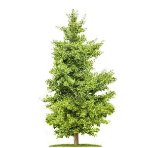 কৃত্রিম জিঙ্কো ট্রি