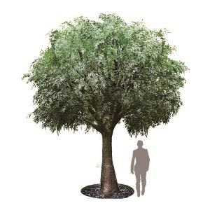 ভুল ফিকাস বেঞ্জামিন গাছ