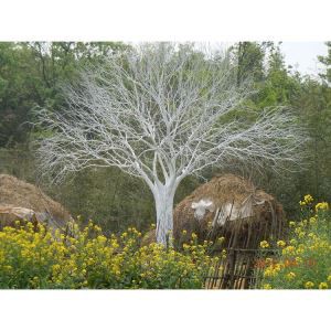 হোয়াইট বেয়ার গাছ